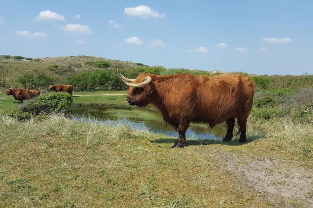 Cottage Egmond-Binnen Met Besloten Tuin エクステリア 写真