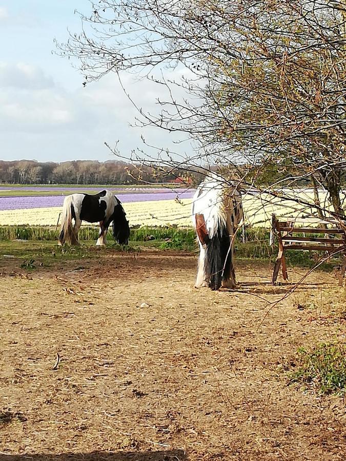 Cottage Egmond-Binnen Met Besloten Tuin エクステリア 写真