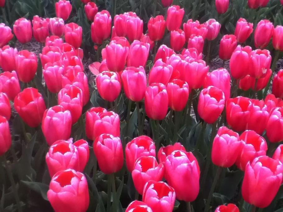 Cottage Egmond-Binnen Met Besloten Tuin エクステリア 写真